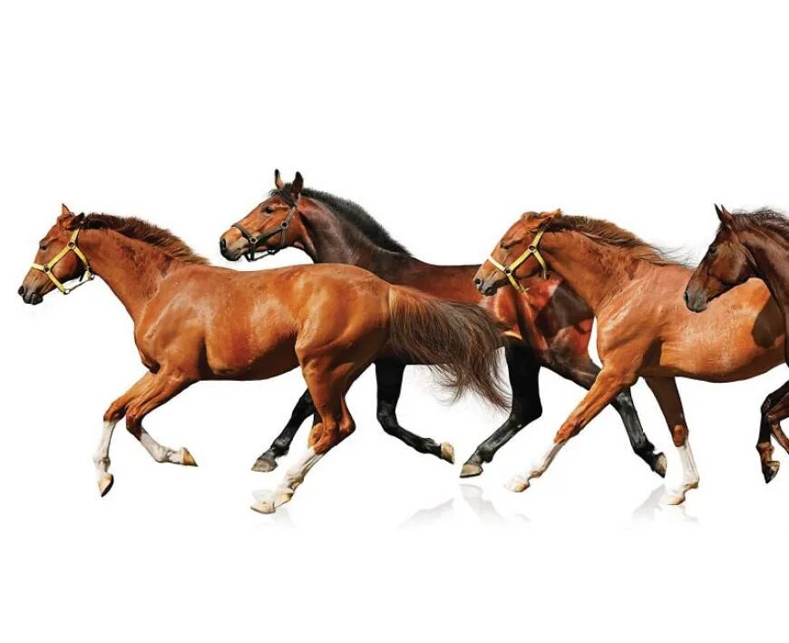 Лошадь в прыжке. Анатомия лошади на галопе. Тема лошадь. Спортивные лошади.