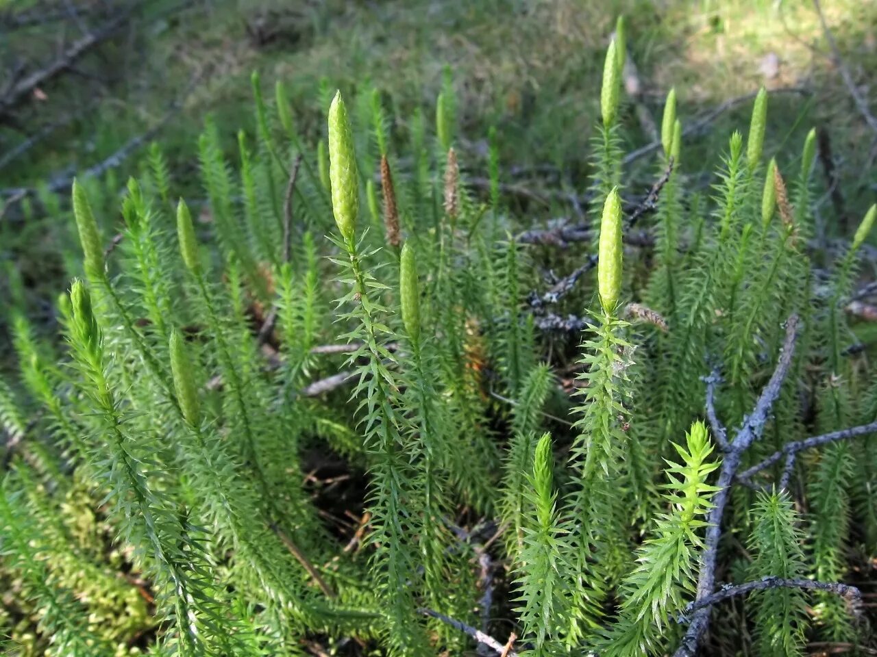 Плаун булавовидный. Плаун годичный (Lycopodium annotinum). Плаун Баранец. Плаун Баранец обыкновенный. Плаунообразные растения