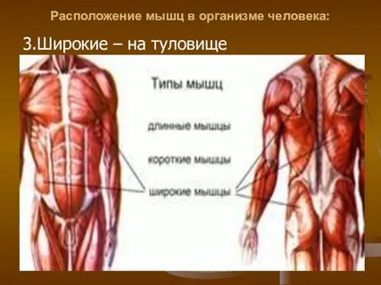 Самая маленькая мышца в теле