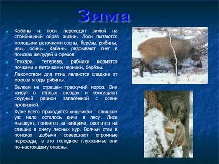 Сезонные изменения в жизни зайца