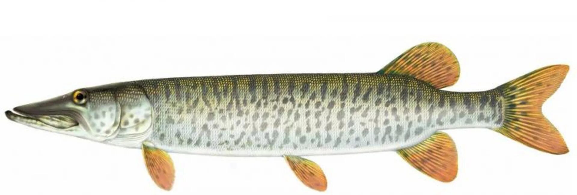 Маскинонг. Щука-маскинонг. Musky рыба. Muskellunge. Щука маскинонг на белом фоне.