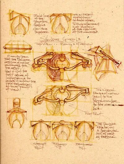 Anatomy ships. Книга по художественной анатомии. michael mantler anatomy. доски референс. ребра референс.