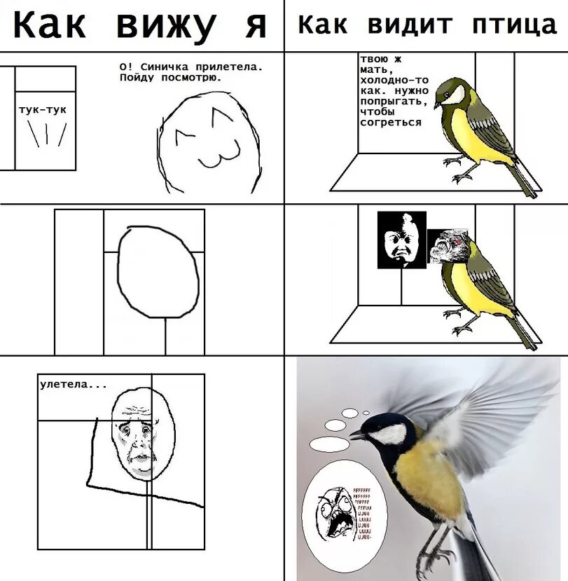 Не вижу птиц. Как видят птицы. мемы с синичками. синица комикс. синичка мем.