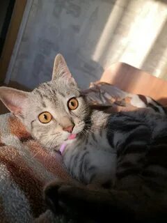 Коте п