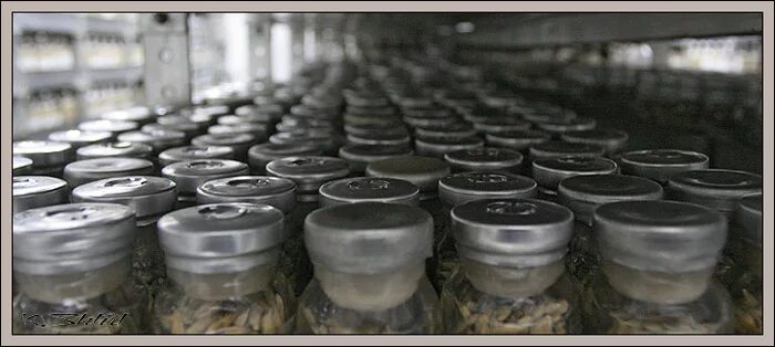 Свальбард хранилище семян. И. Банк семян. Банк семян. Банка с семенами.