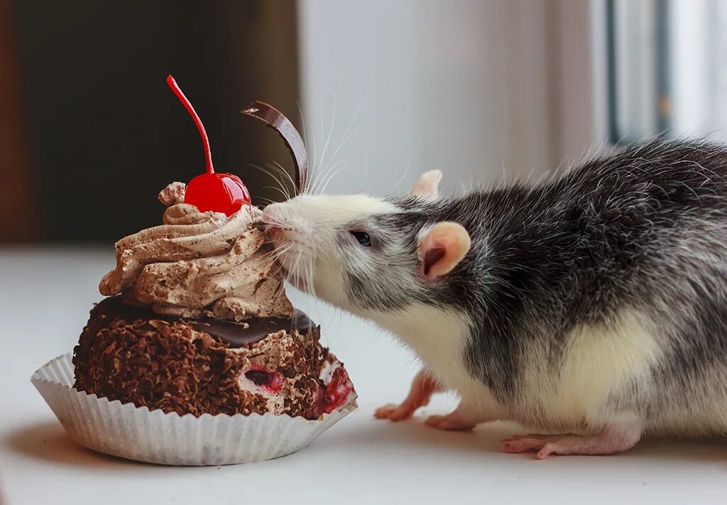 Жир мыши. Сладкая крыса. Мышь с едой. Тортик крыски. Тортик с крысами.