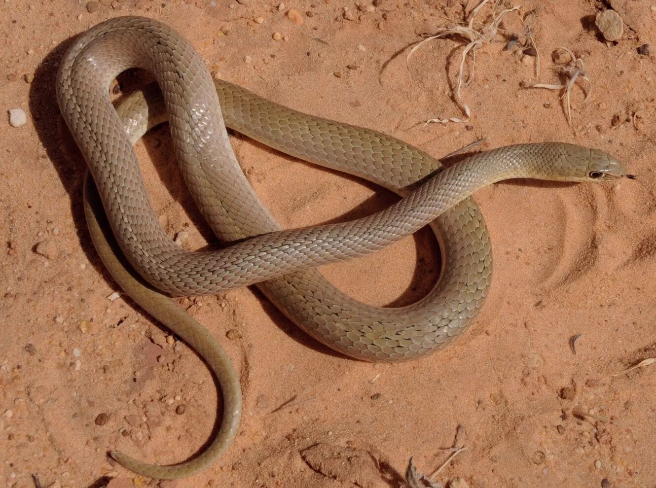 Песчаная Эфа змея. Psammophis sibilans. Песочный полоз змея. Змея полупустыни. Искушение песчаного змея