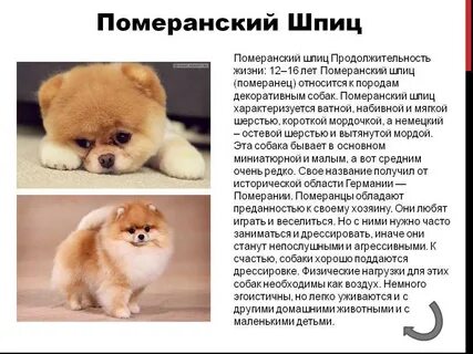 Минусы собаки шпица