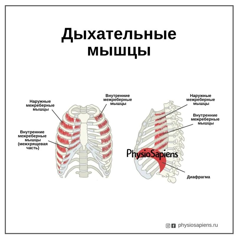 Наружные межреберные мышцы дыхание. Наружные и внутренние межреберные мышцы анатомия. Дыхательные мышцы человека. Дыхательные мышцы анатомия.