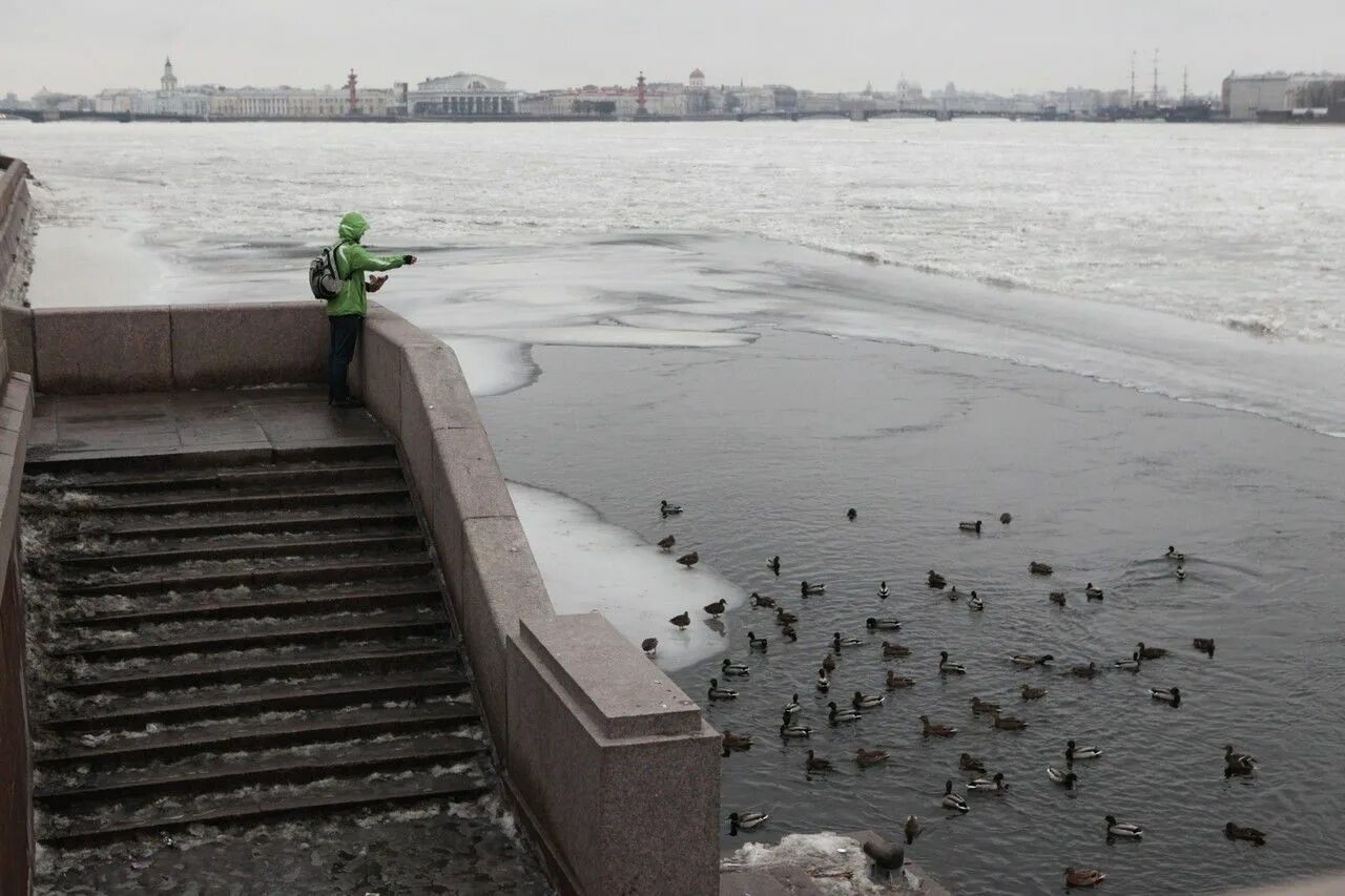 Когда в петербурге потеплеет. Оттепель в петербурге. питер мороз. оттепель в питере фото.