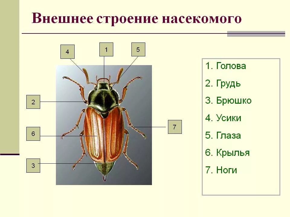 Крылья членистоногих