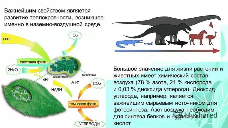 Какое преимущество теплокровности