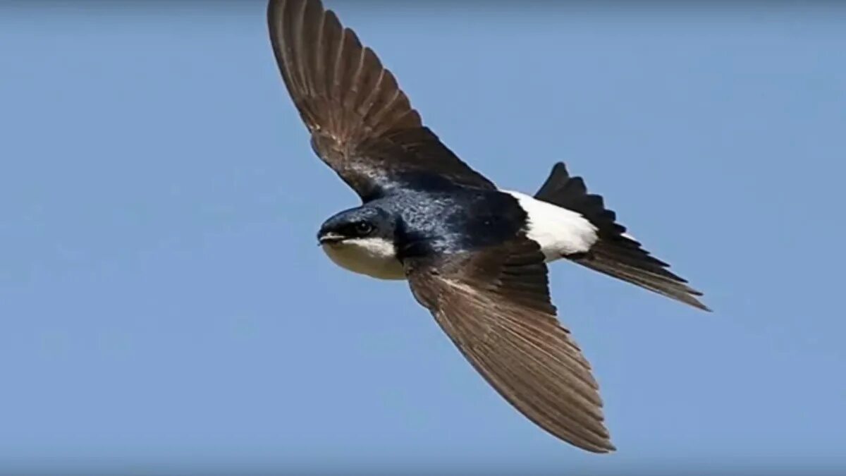 Qaldirg och rasmi. Ласточка городская (Delichon urbicum). Ласточка воронок. Городская Ласточка воронок. Воронок птица.