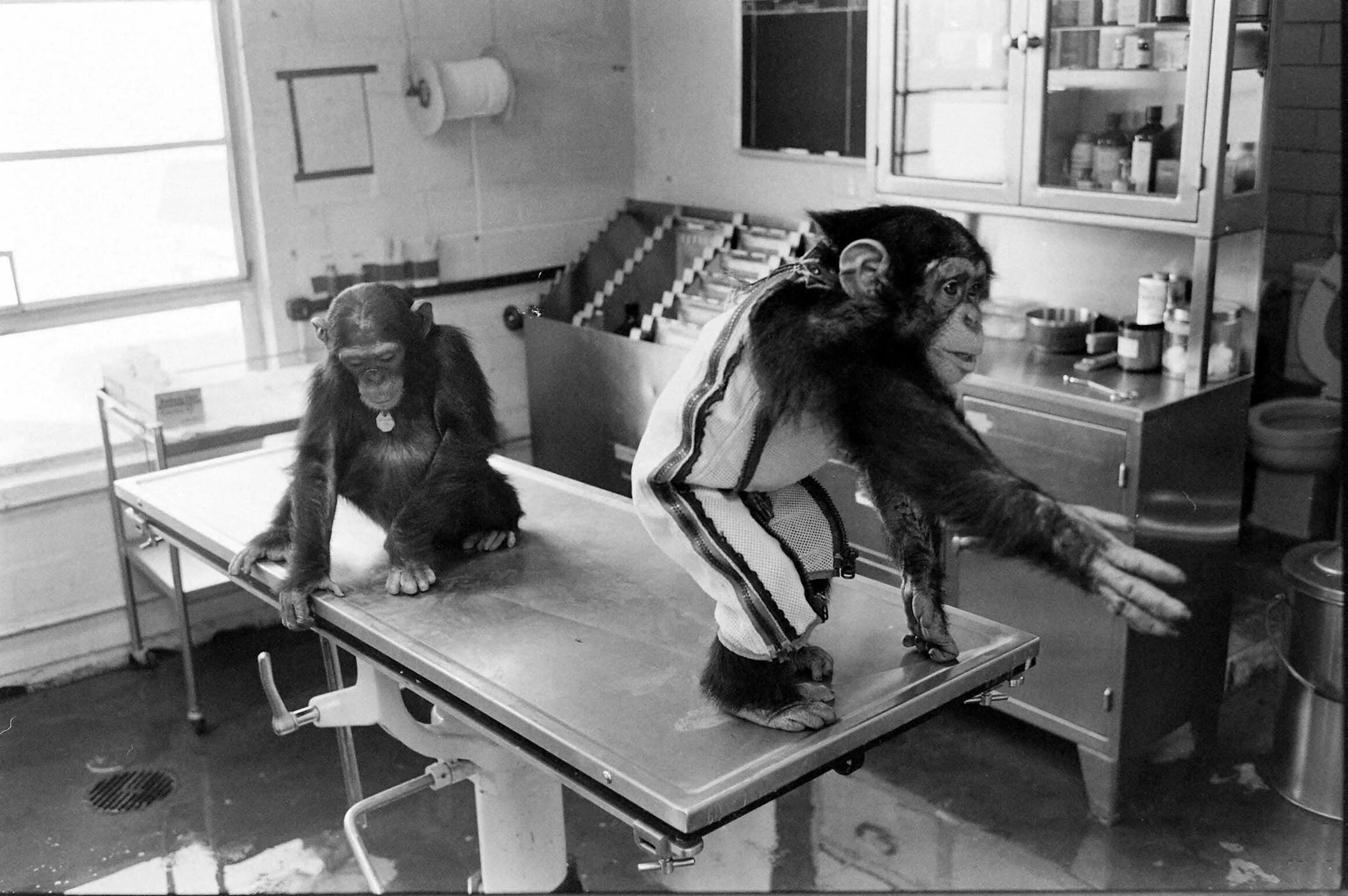 Первая обезьяна полетевшая в космос. Шимпанзе Энос космонавт. Обезьяны в космосе Энос.