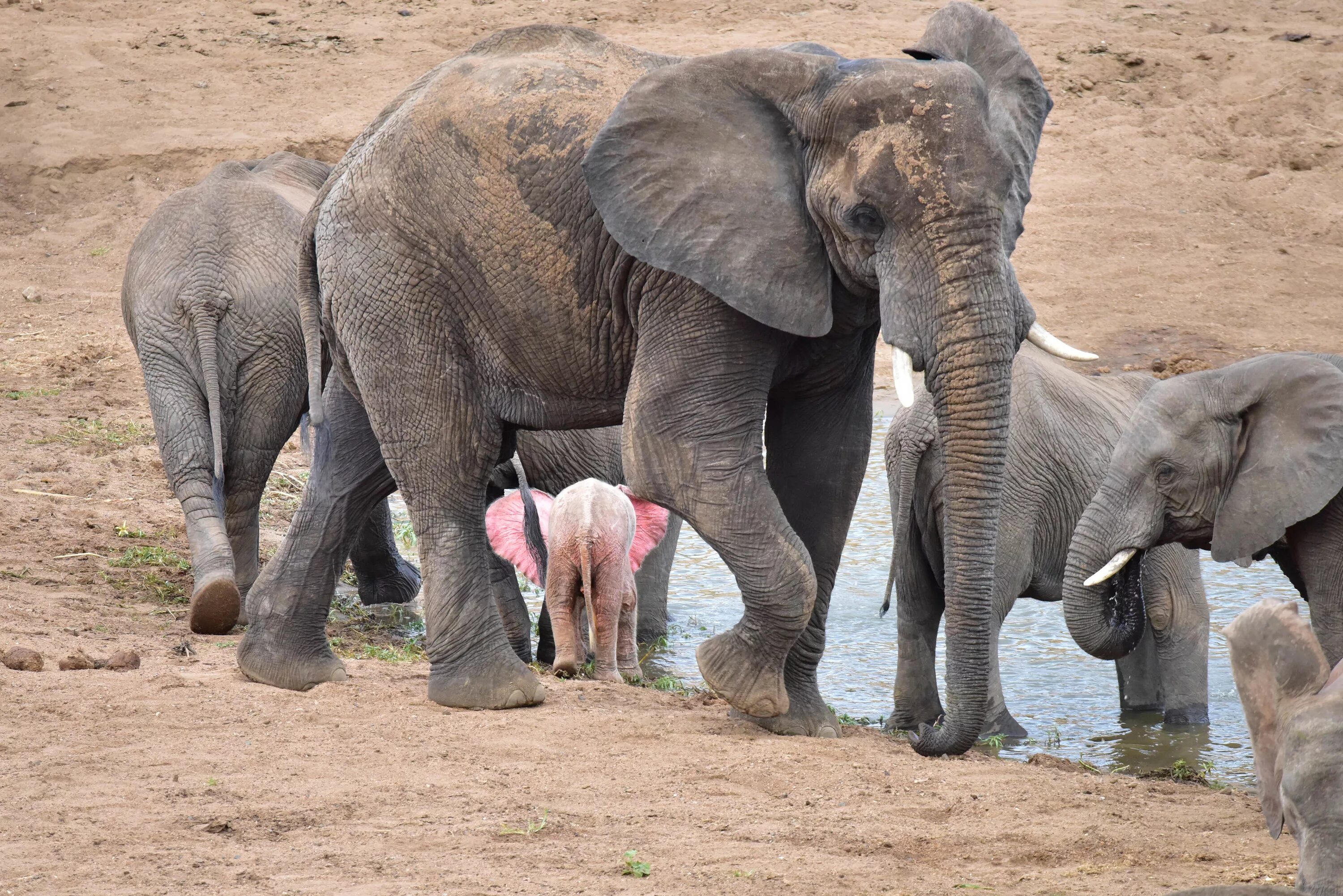 Elephant present. Африканский слон альбинос. Белый слон альбинос. Альбиносы животные слон.