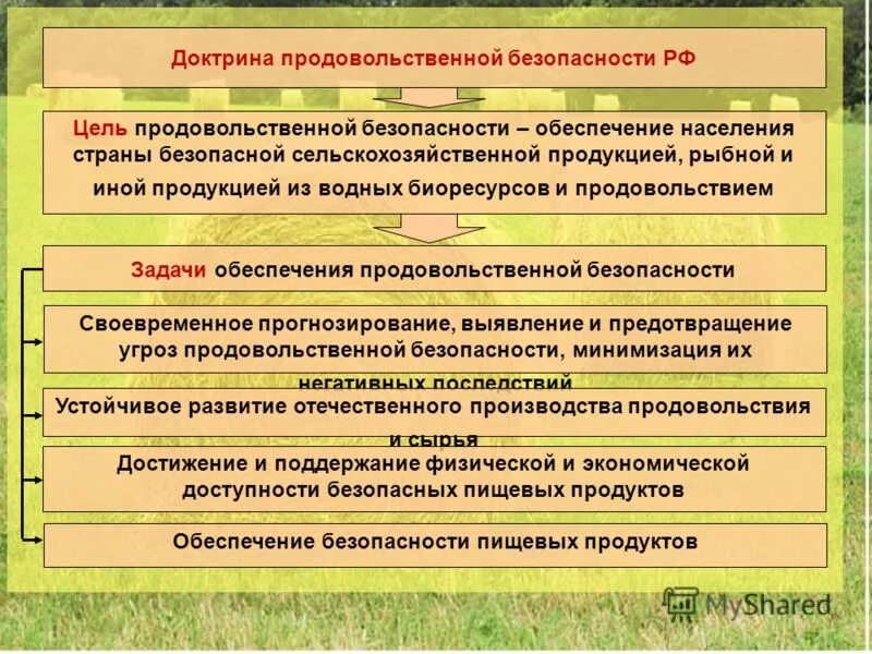 Продовольственная безопасность области. Доктрина продовольственной безопасности РФ. Этапы развития продовольственной безопасности. Риски и угрозы обеспечения продовольственной безопасности. Этапы обеспечения продовольственной безопасности.