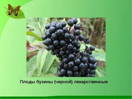 Бузина красная ядовитая или нет