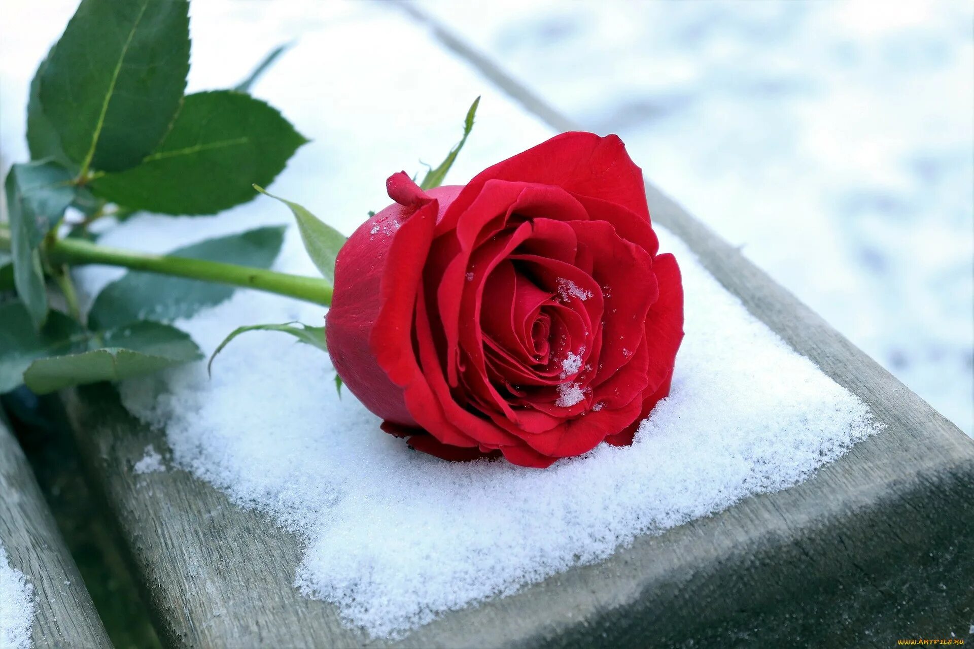 Красные цветы зимние розы. Розы на снегу. Красная роза на снегу. Красивые розы на снегу. Розы на морозе.