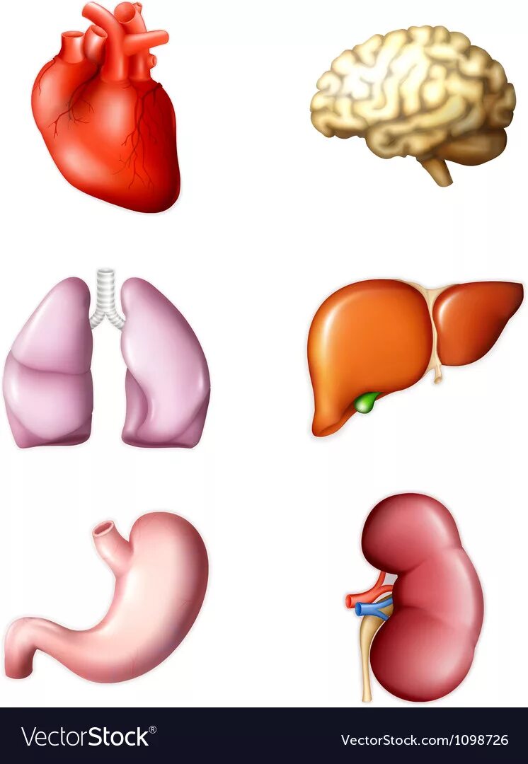 тело человека окружающий мир. строение тела человека 3 класс окружающий мир. макет органов человека 3 класс окружающий. внутренние органы человека. схема внутренних органов человека 3 класс.