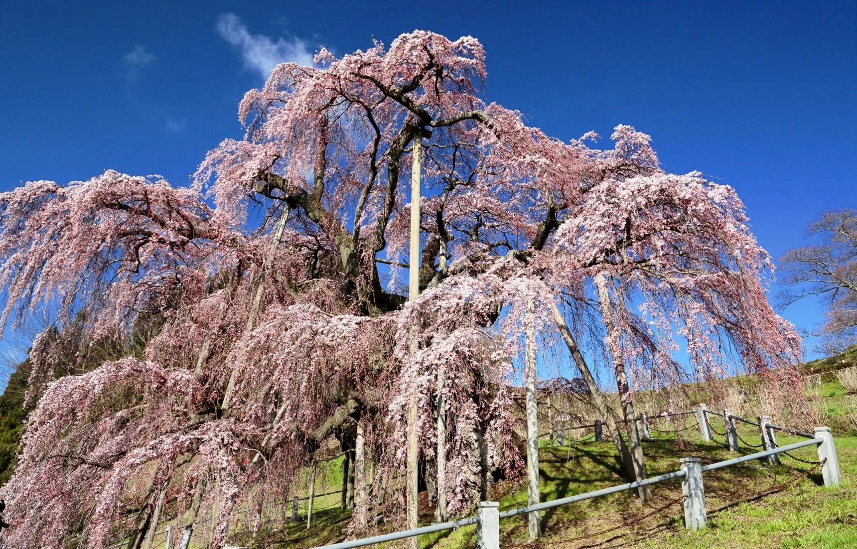 Sato chaste Tree Япония. Крымская Сакура дерево. Анисовые деревья в Японии. Сакура история