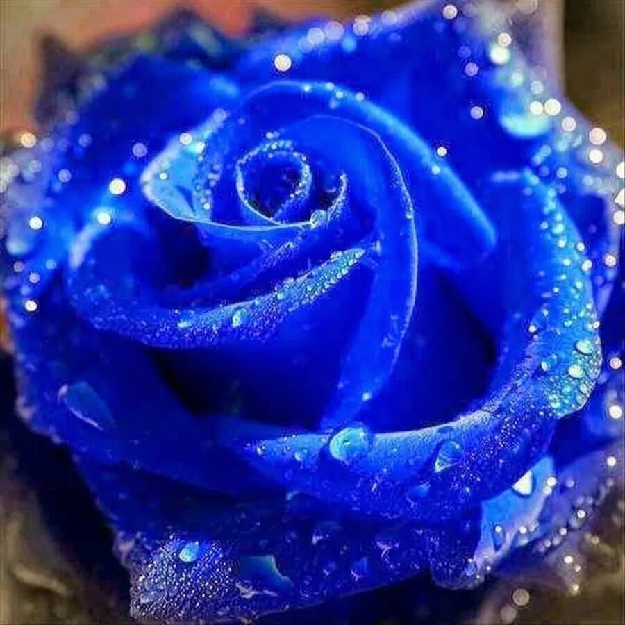 Синий самый любимый цвет. Голубые розы Сантори. Красивый голубой.