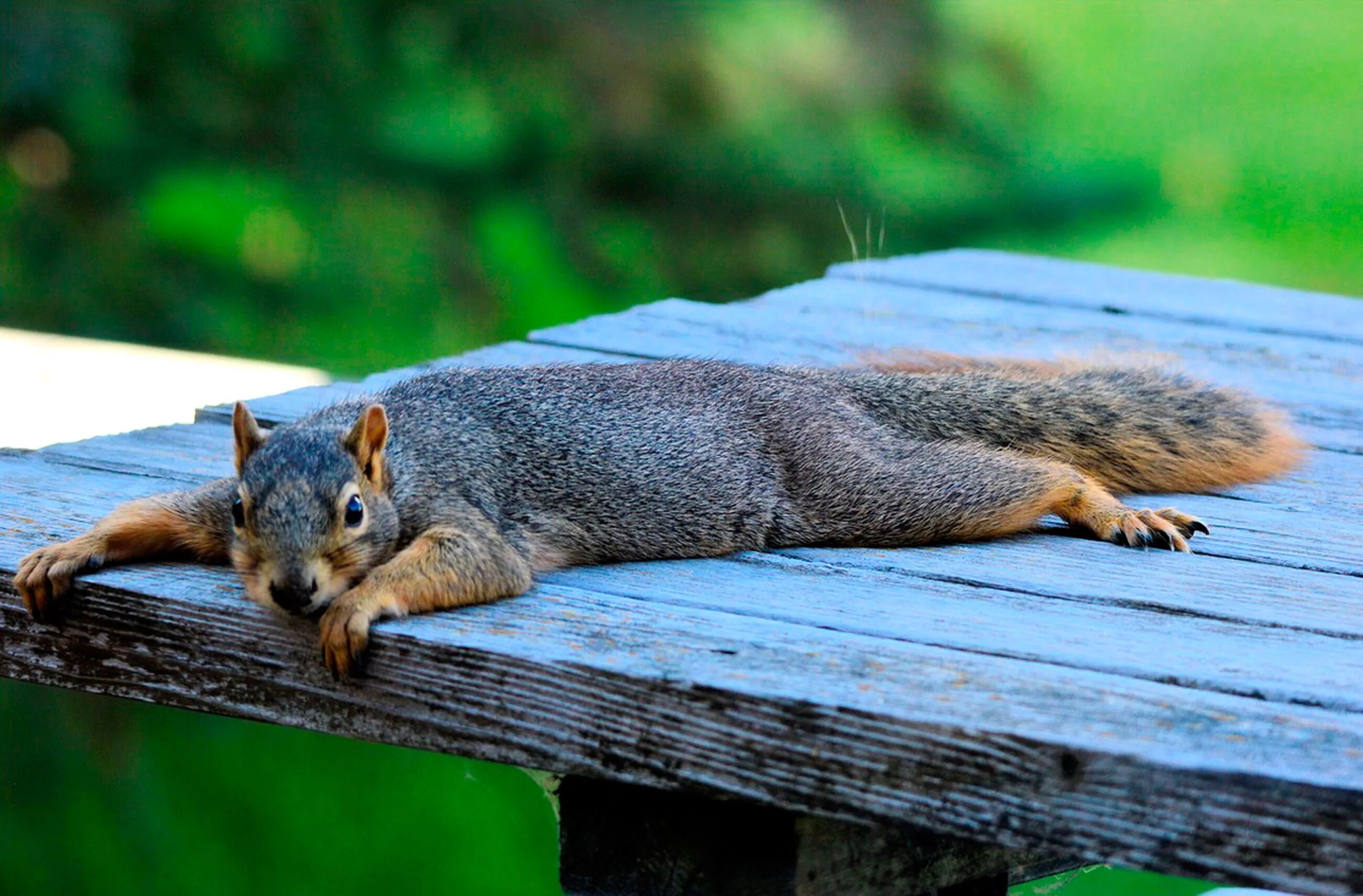Conditions squirrel. Клевая белка. Conditions squirrel. Conditions squirrel. Лисья белка.