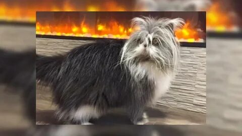 Собака похожая на кошку