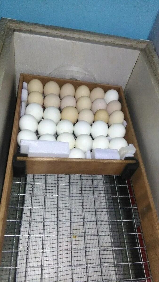 Сколько собирать яйца для инкубатора. Инкубатор Вегас гусиные яйца. Цесариные яйца в инкубаторе. Закладка гусиных яиц в инкубатор блиц.