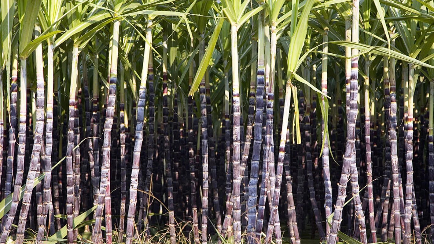 Сколько растет тростник. Сахарный тростник Колумбия. Гавайи сахарный тростник. Сахарный тростник в Китае. Фиджи сахарный тростник.