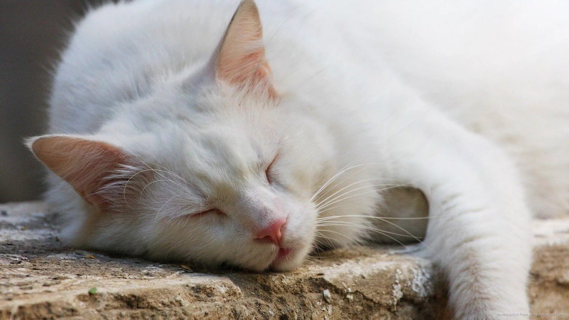 Белый кот мурзик. Кошка белая. Белый котик. Белая кошка на рабочий стол.