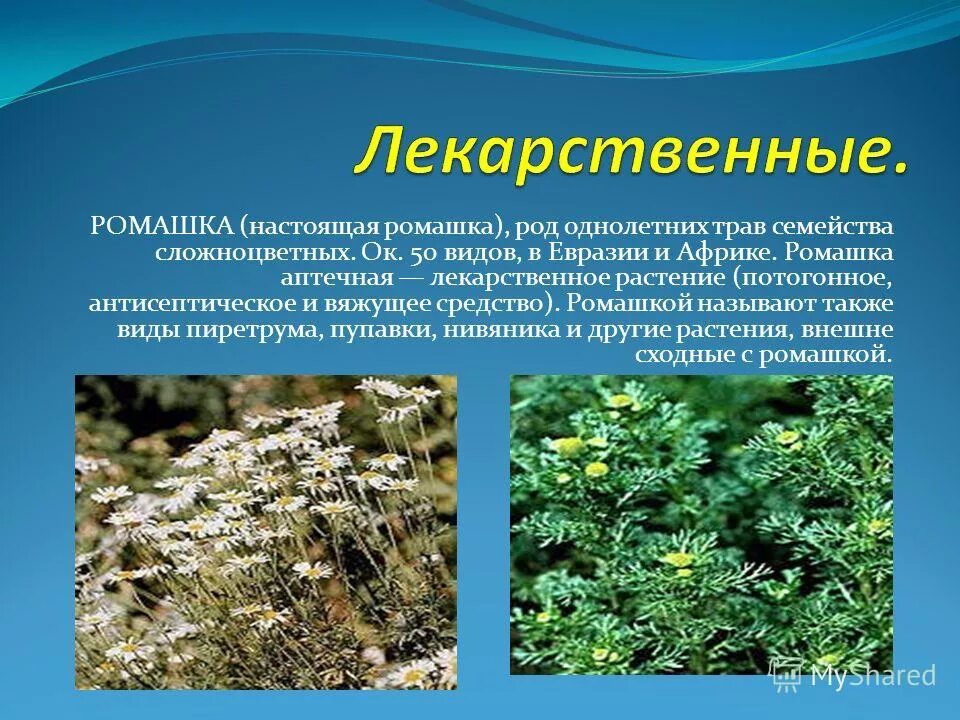 сурепка обыкновенная сорняк. семейство розоцветные представители лекарственные. лекарственные растения. розоцветных. род растения клевер луговой.