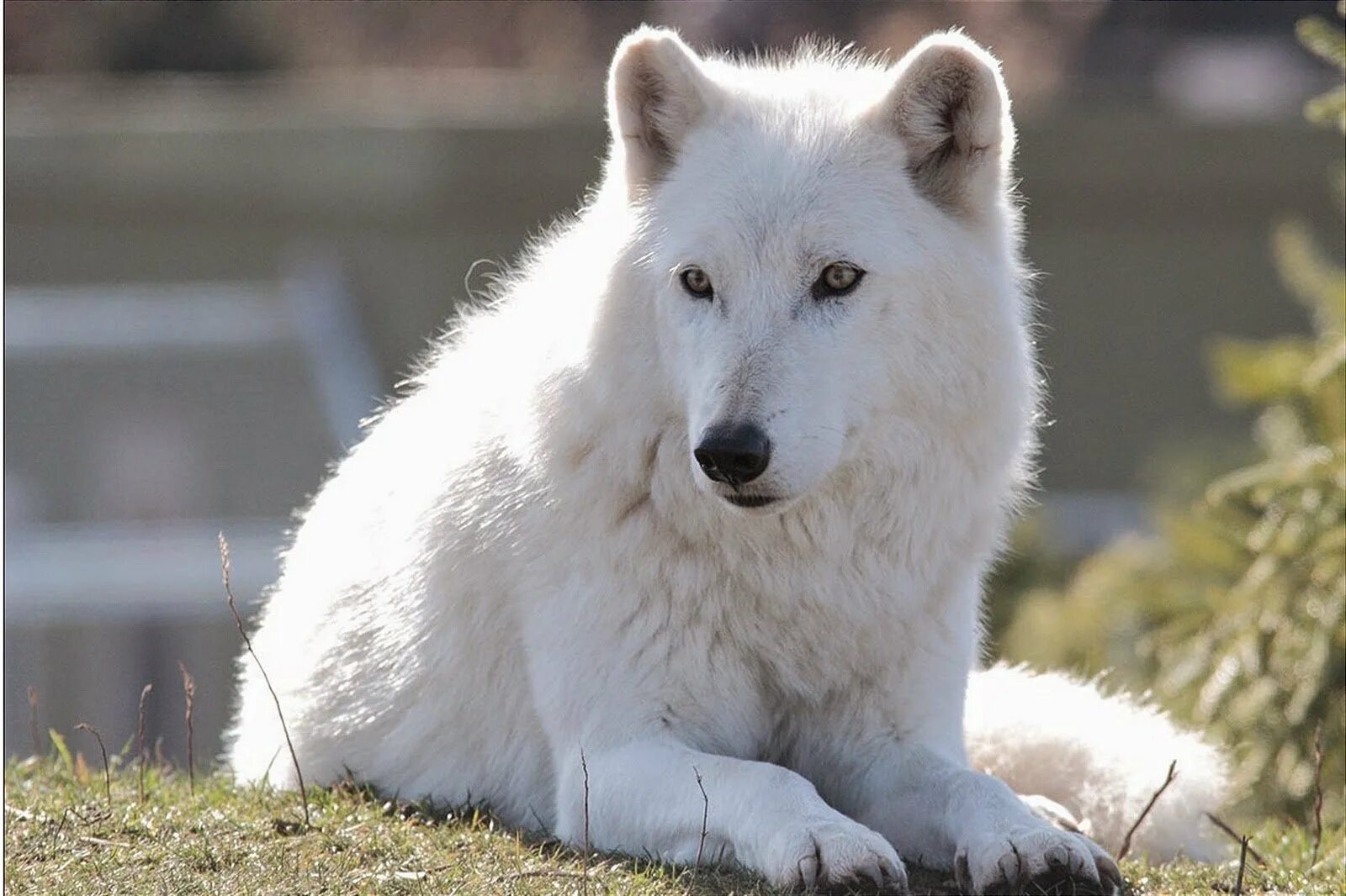 Тундровый волк белый. Белые волки содержание. Тундровый арктический волк. Canis lupus tundrarum. Полярный волк альбинос.
