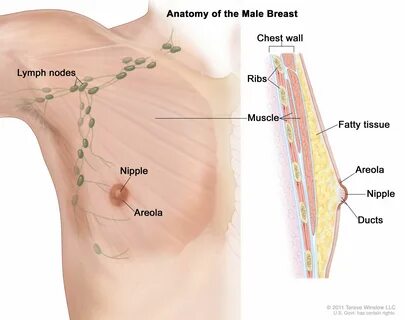 The nipple and areola are shown on the outside of the breast. 