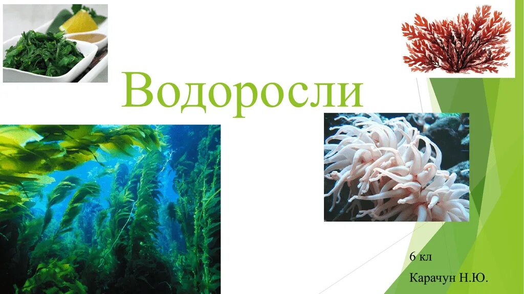 Водоросли 6 класс. Виды водорослей 6 класс. Виды водорослей 6 класс биология. Повторить водоросли 6 класс.