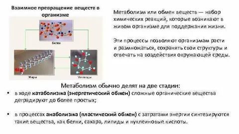 Какие превращения могут происходить в организме человека