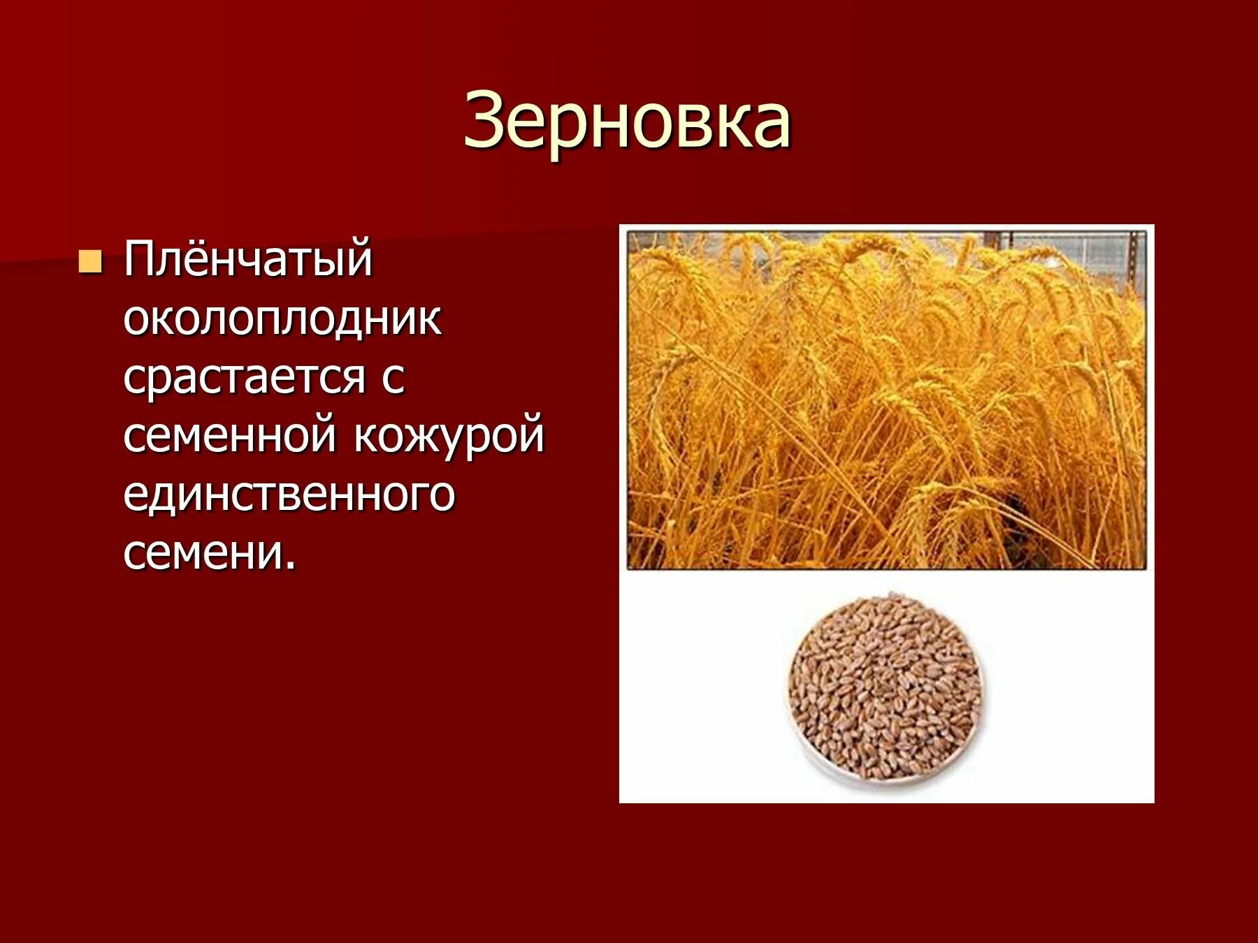 Околоплодник срастается с семенной кожурой. Околоплодник пшеницы. Пленчатая Зерновка. Кожистый околоплодник