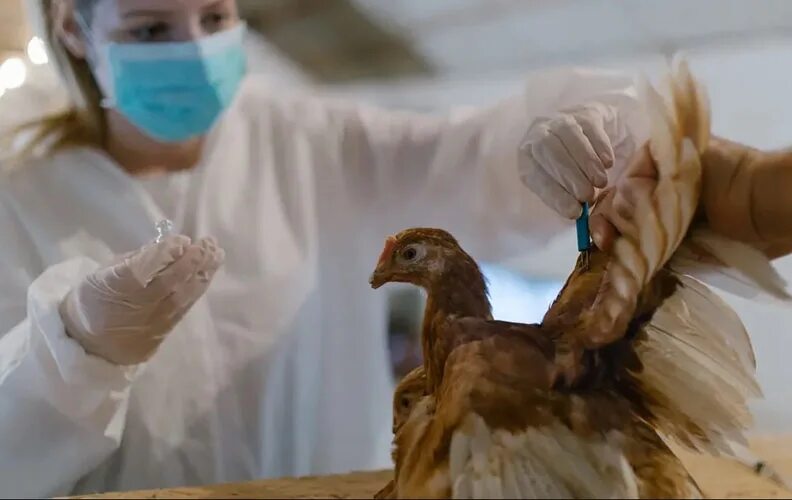 Болезнь птичий грипп. Вакцинация птицы на птицефабрике. Вакцинация кур от птичьего гриппа.