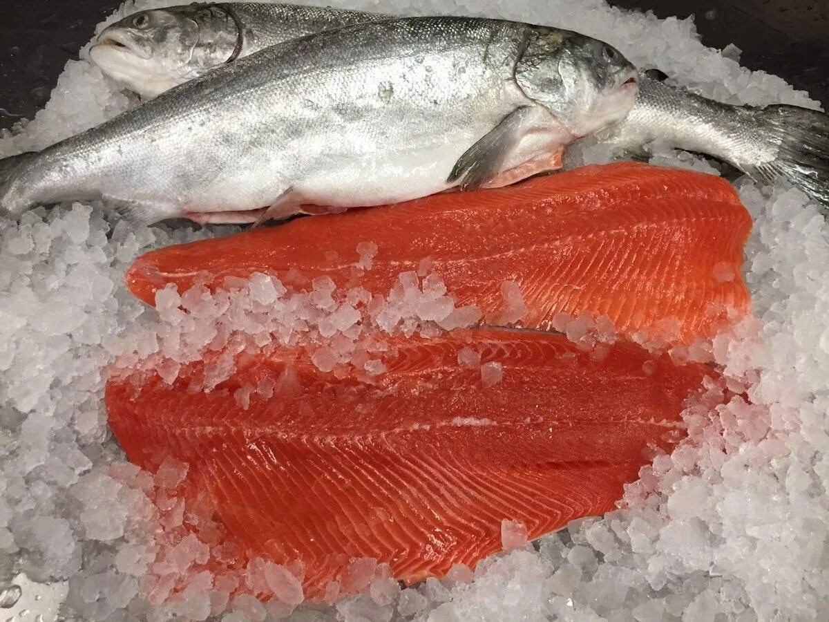 Лосось моршанск. Arctic salmon лосось. розовый лосось. розовая семга. горбуша розовая.