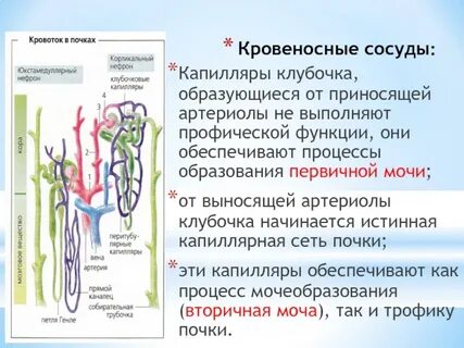 Кровеносные сосуды почек