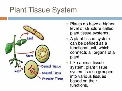 Plant tissues