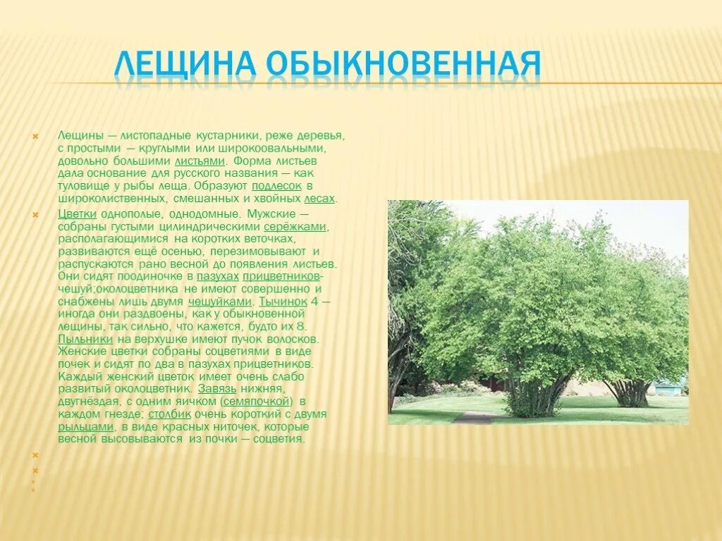 Орешник имеет жизненную форму кустарник. Орешник это дерево и кустарник. орешник дерево описание. листья орешника описание. орешник описание растения.