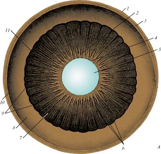 Радужная оболочка глаза выполняет функции. Анатомия радужной оболочки и цилиарного тела. Радужка глаза анатомия. Ресничное тело Ресничные отростки и ресничный венец. Ресничный поясок анатомия.