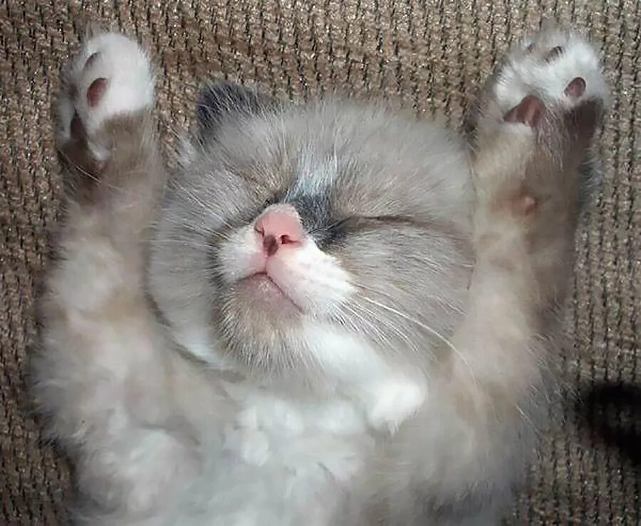 Котик сдается. Котенок сдается. Ну я сдаюсь. Я сдаюсь. Ну я сдаюсь.