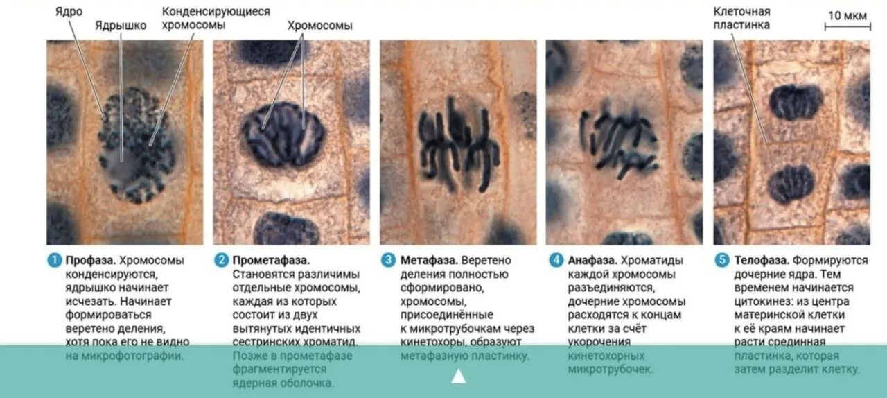 Митоз растительной клетки. Митоз ЕГЭ биология 2023. Митоз задания ЕГЭ по биологии 2023. Митоз ЕГЭ биология. Биология 9 класс митоз