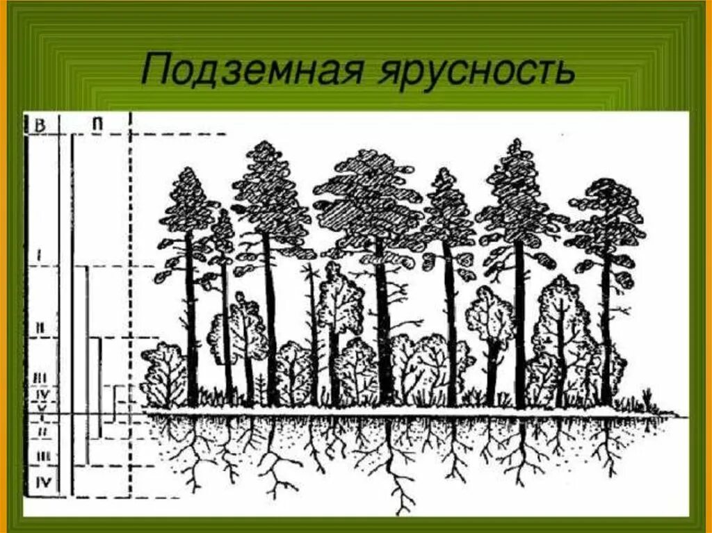 Каком природном сообществе наибольшее число надземных ярусов. Ярусность леса фитоценоз. Ярусность лесного фитоценоза. Подземная ярусность растений. Ярусность растений надземная и подземная.