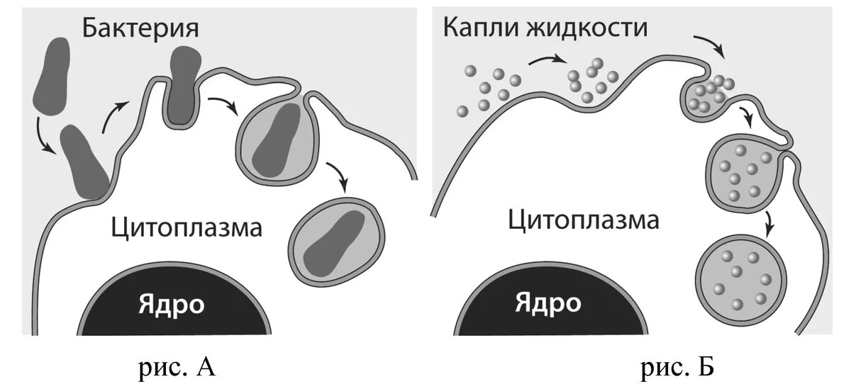 Назовите структуру клетки участвующую в этих процессах