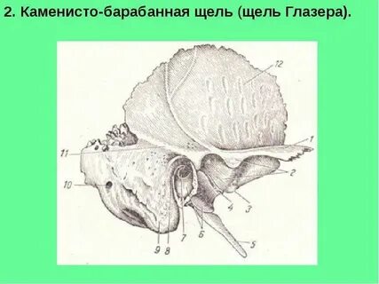 Клиновидно каменистая щель