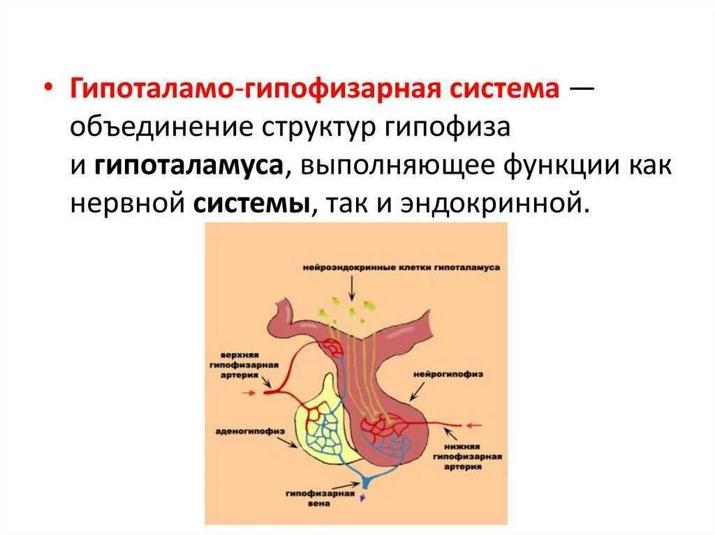 Гипофиз эндокринной. Гипоталамо-гипофизарная система функции физиология. Система гипоталамус гипофиз. Регуляция функции организма гипоталамо-гипофизарная система. Структура гипоталамо-гипофизарной системы.