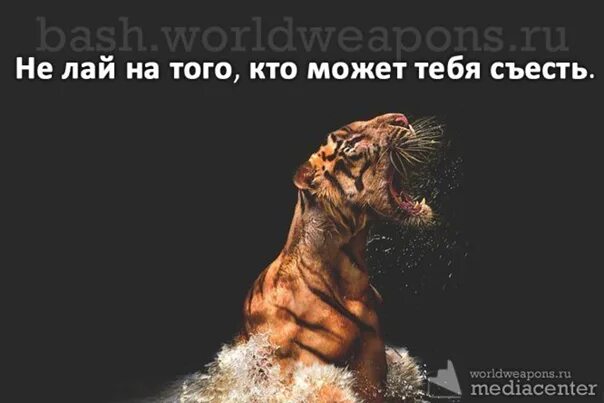 Пи лай лай лай. Не лай на того кто может тебя съесть. не кусай того кто может тебя съесть. не кусай того кто может тебя съесть фото. не надо кусать того кто может съесть тебя.