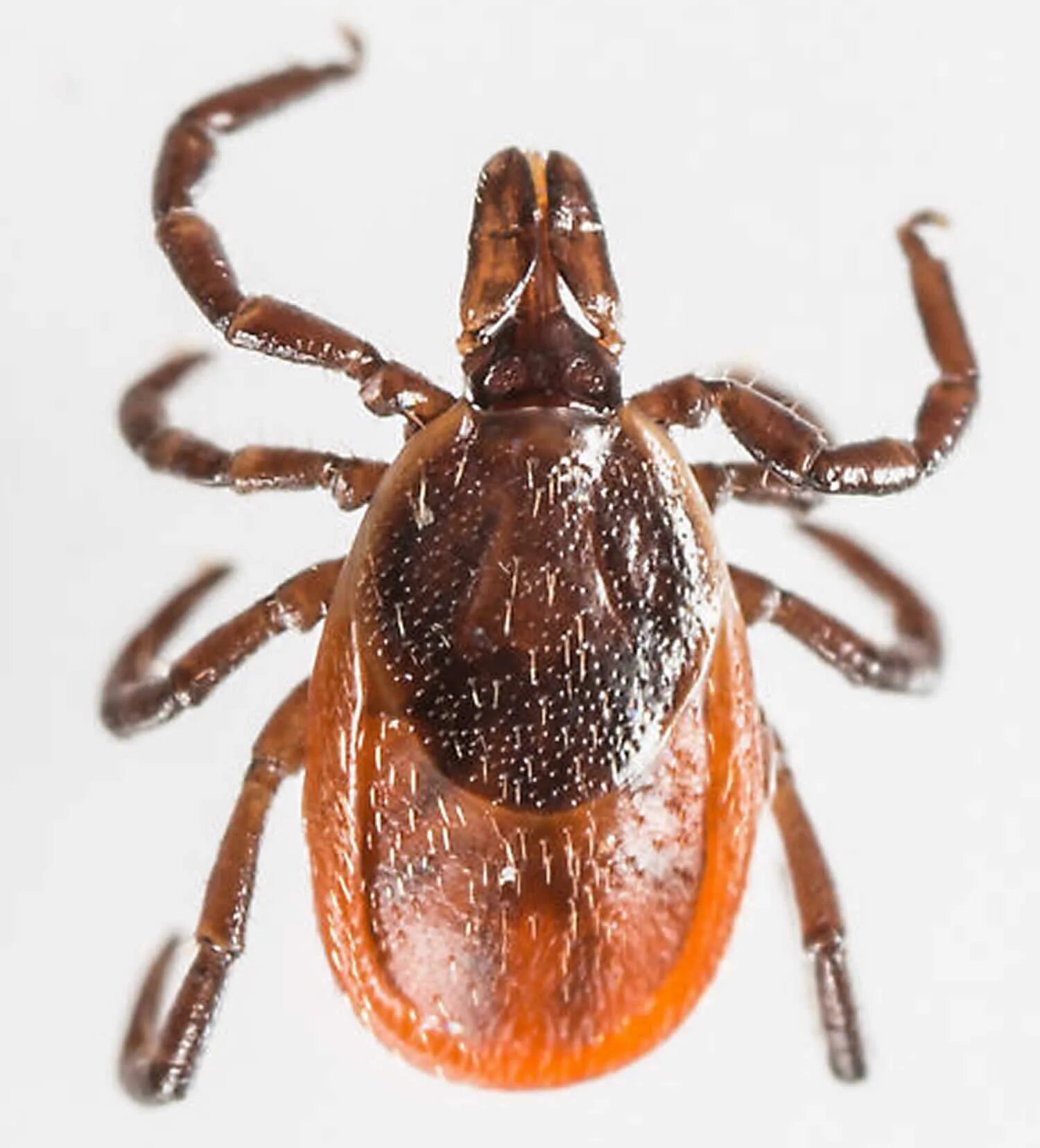 иксодовые клещи самец и самка. иксодовый клещ самка и самец. иксодовый клещ самка. иксодовый клещ самка и самец. иксодовый клещ самка.